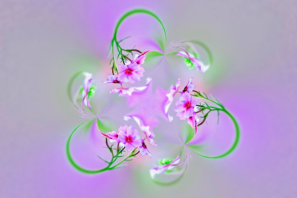 Drummond Phlox-Hilton Head Island-South Carolina art print by Adam Jones for $57.95 CAD
