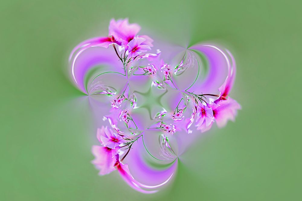 Drummond Phlox-Hilton Head Island-South Carolina art print by Adam Jones for $57.95 CAD