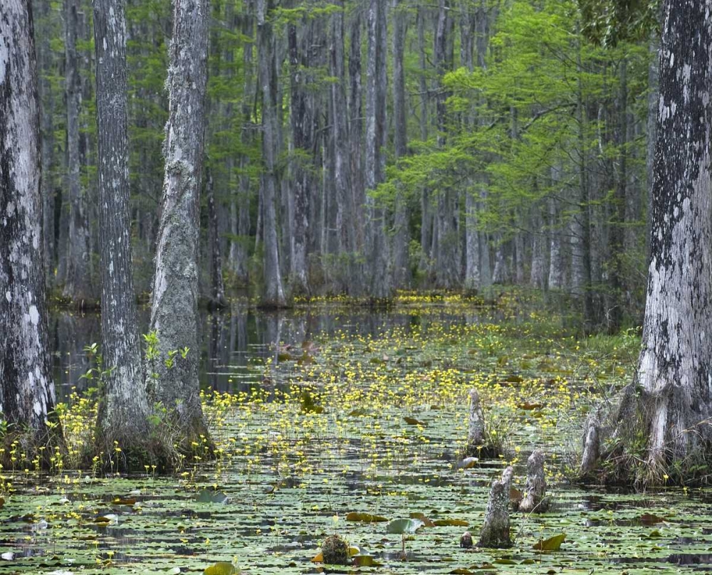 USA, South Carolina, Cypress Gardens art print by Nancy Rotenberg for $57.95 CAD