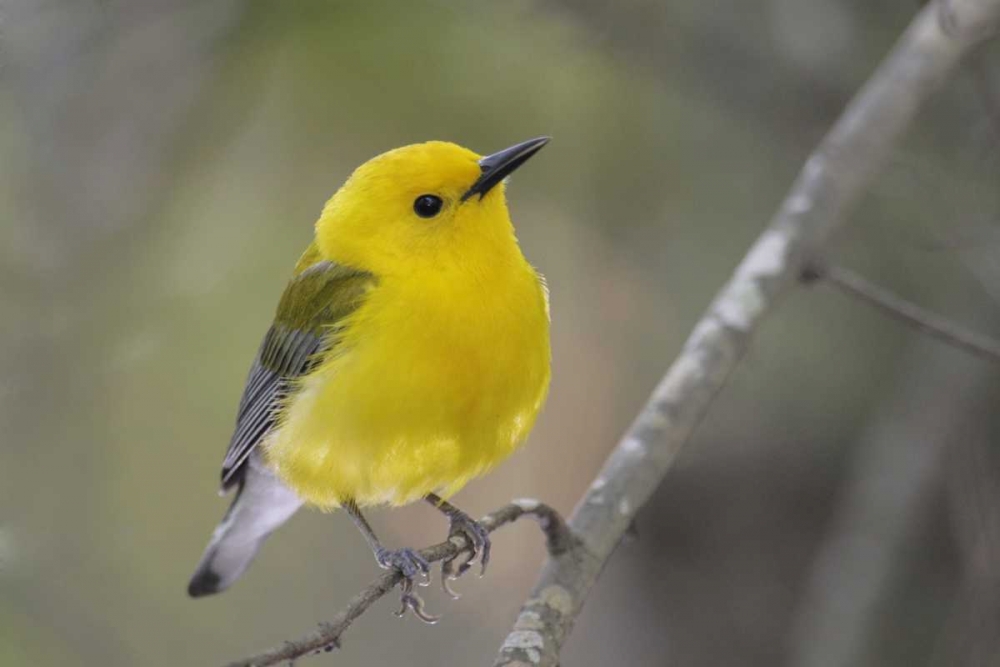 SC, Harleyville Prothonotary warbler on branch art print by Arthur Morris for $57.95 CAD