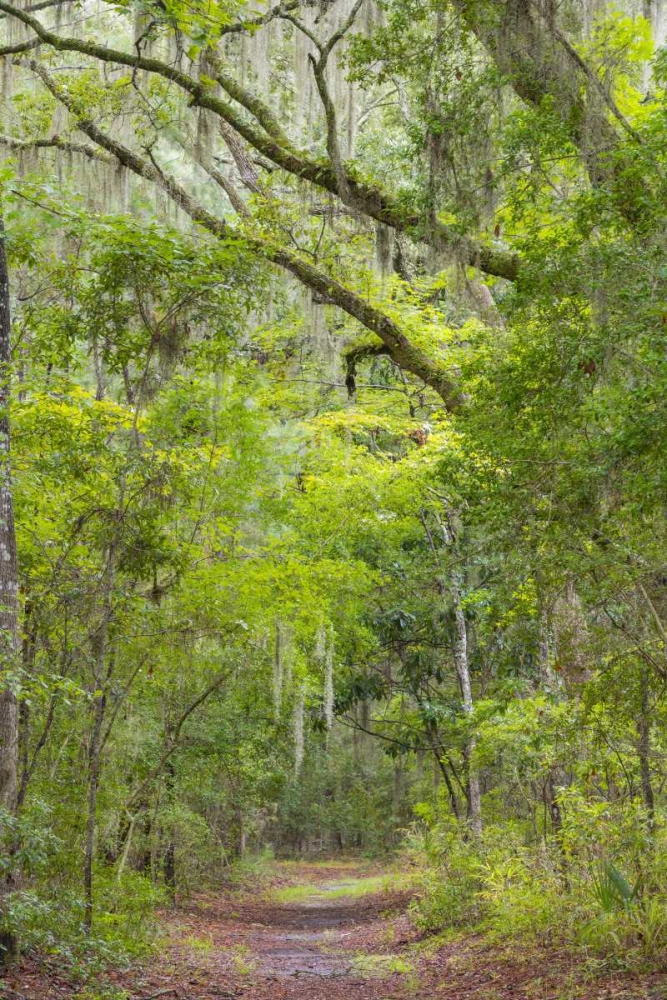 SC, Edisto Beach SP Oak trees line trail art print by Don Paulson for $57.95 CAD
