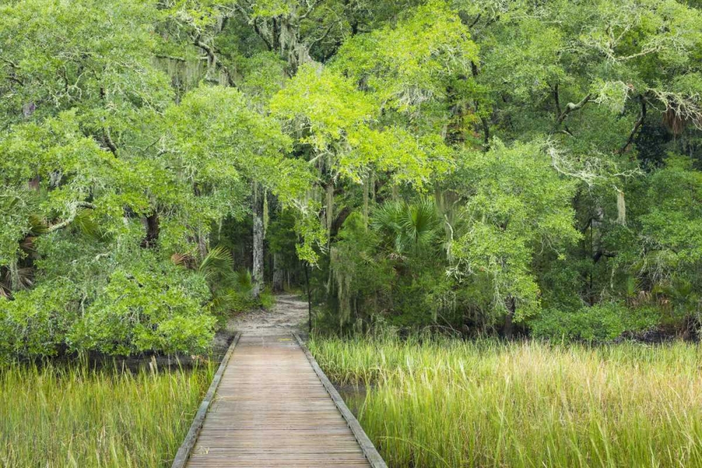 SC, Edisto Beach SP Boardwalk over swamp art print by Don Paulson for $57.95 CAD