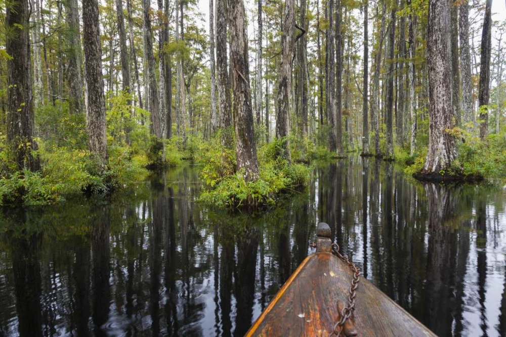 South Carolina Boat bow in cypress swamp art print by Don Paulson for $57.95 CAD