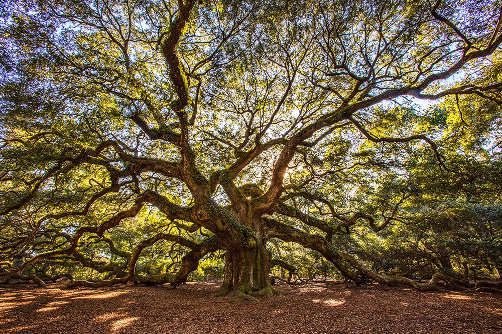 USA-South Carolina-Charleston-Angel Oak art print by Hollice Looney for $57.95 CAD
