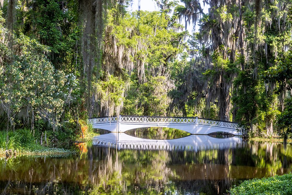 USA- South Carolina- Charleston. Magnolia Plantation art print by Hollice Looney for $57.95 CAD