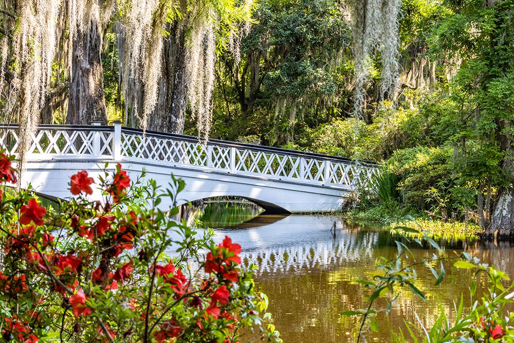 USA- South Carolina- Charleston. Magnolia Plantation art print by Hollice Looney for $57.95 CAD