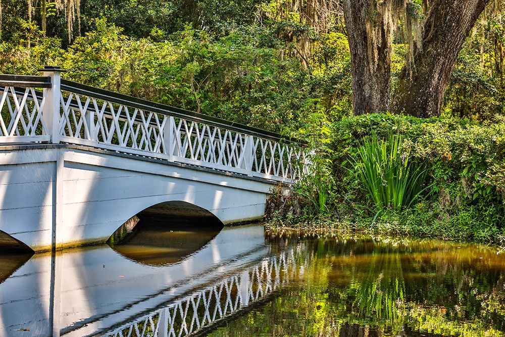 USA- South Carolina- Charleston. Magnolia Plantation art print by Hollice Looney for $57.95 CAD