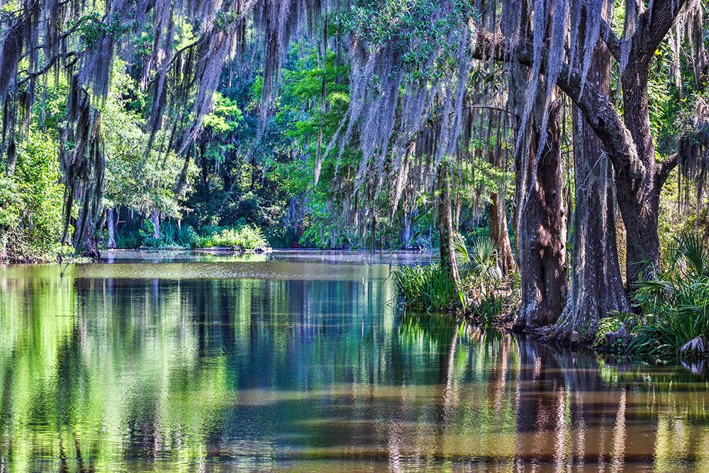 USA- South Carolina- Charleston. Magnolia Plantation art print by Hollice Looney for $57.95 CAD