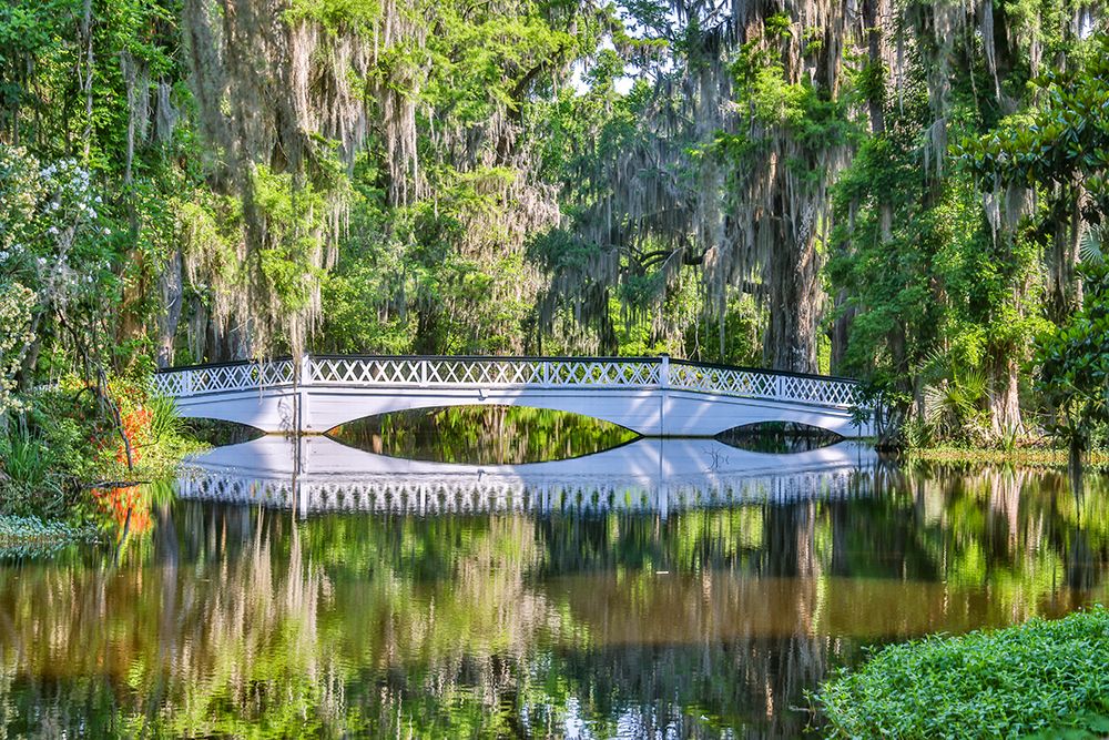 USA- South Carolina- Charleston. Magnolia Plantation art print by Hollice Looney for $57.95 CAD