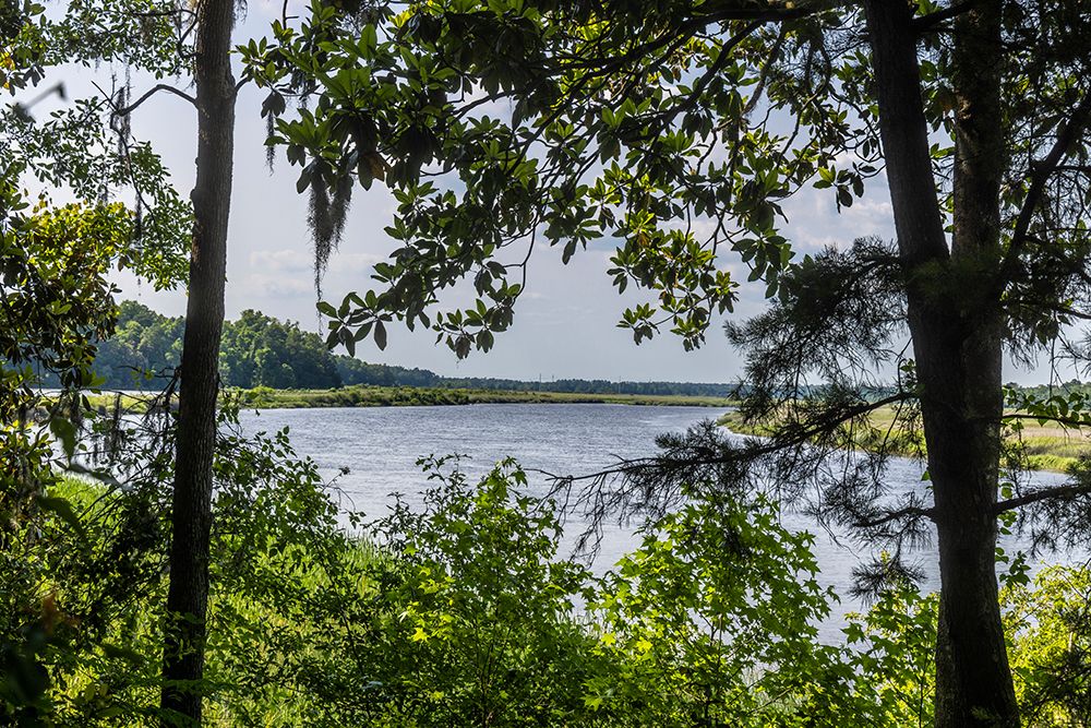 USA- South Carolina- Charleston. Middleton Plantation art print by Hollice Looney for $57.95 CAD