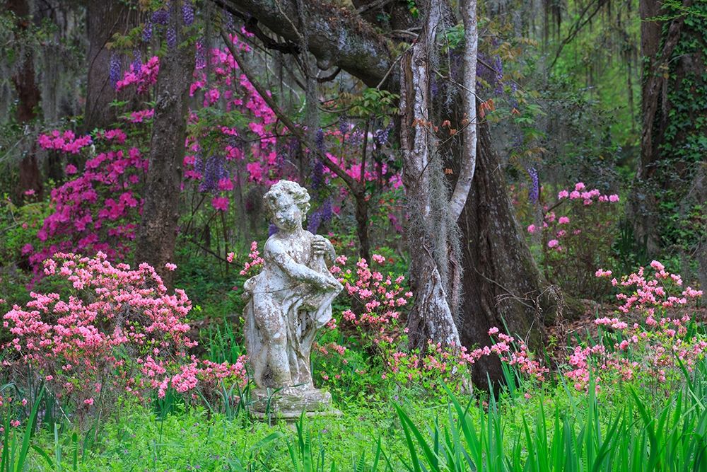 South Carolina-Charleston Azaleas and wisteria blooming at Magnolia Gardens art print by Joanne Wells for $57.95 CAD