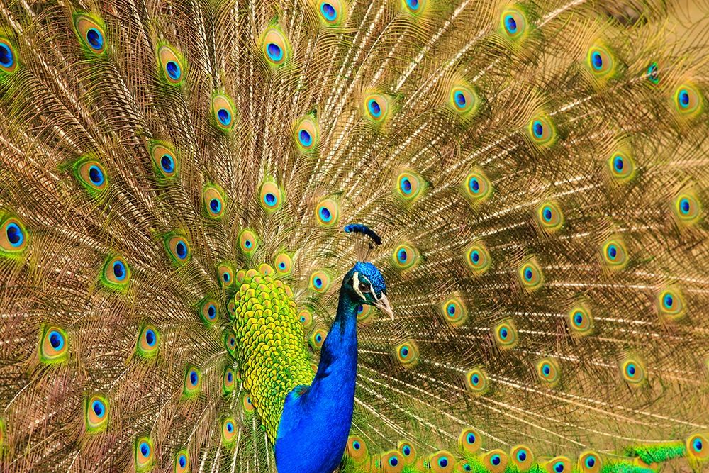 South Carolina-Charleston Peacock displaying spring tail feathers art print by Joanne Wells for $57.95 CAD