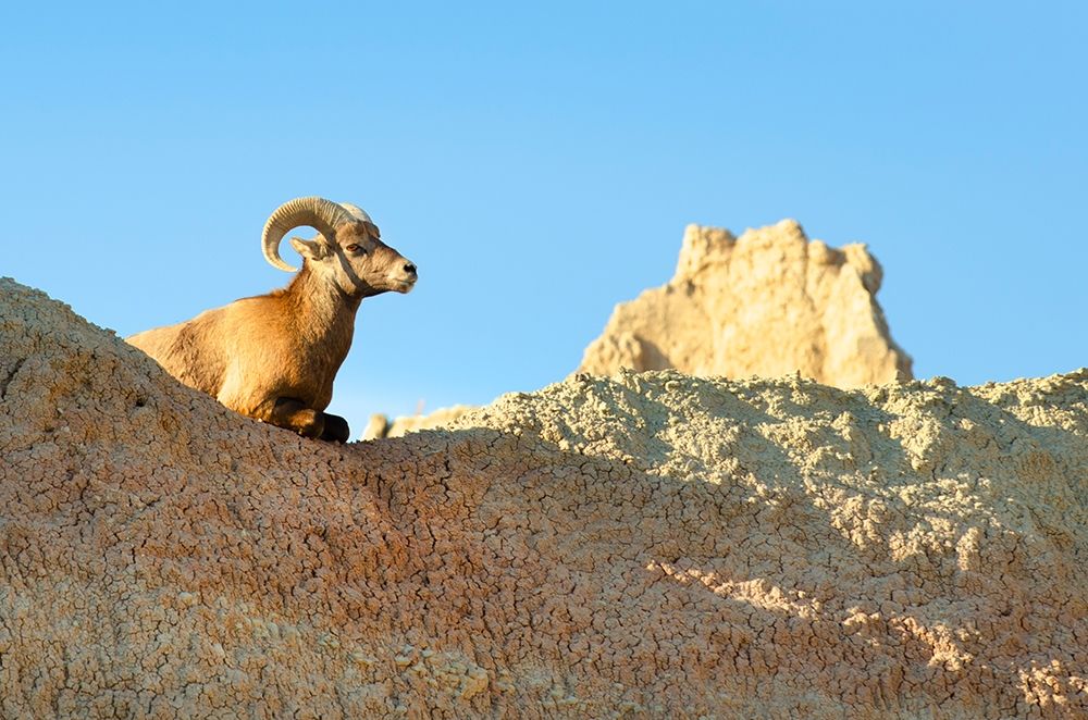Rocky Mountain Bighorn Sheep (Ovis canadensis) Badlands National Park-South Dakota art print by Alan Majchrowicz for $57.95 CAD
