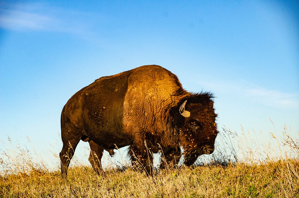 USA, South Dakota, Wall, Badlands National Park, North American Bison art print by Bernard Friel for $57.95 CAD