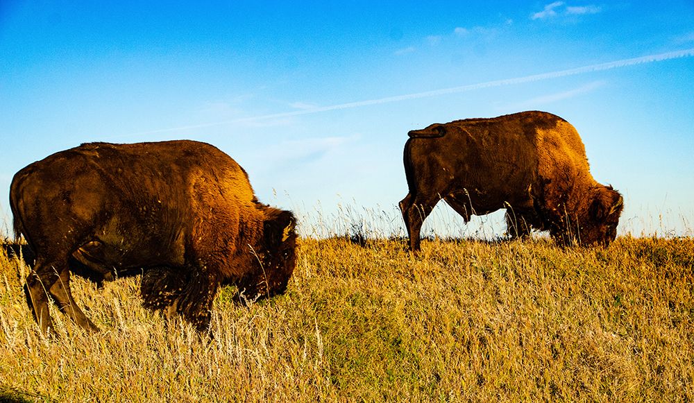 USA, South Dakota, Wall, Badlands National Park, North American Bison art print by Bernard Friel for $57.95 CAD