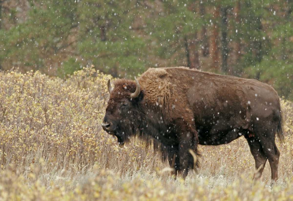 South Dakota, Custer SP Bison in autumn snowfall art print by Cathy and Gordon Illg for $57.95 CAD