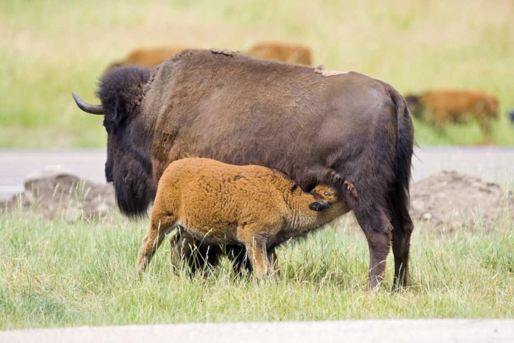 South Dakota, Custer SP Buffalo calf nursing art print by Fred Lord for $57.95 CAD