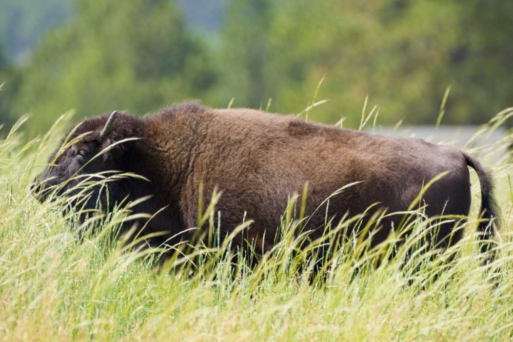 SD, Custer SP Adult buffalo in grassy field art print by Fred Lord for $57.95 CAD