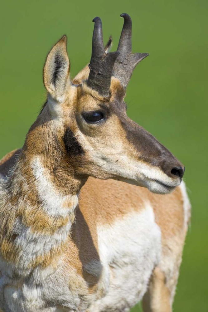 South Dakota, Custer SP Adult male pronghorn art print by Fred Lord for $57.95 CAD