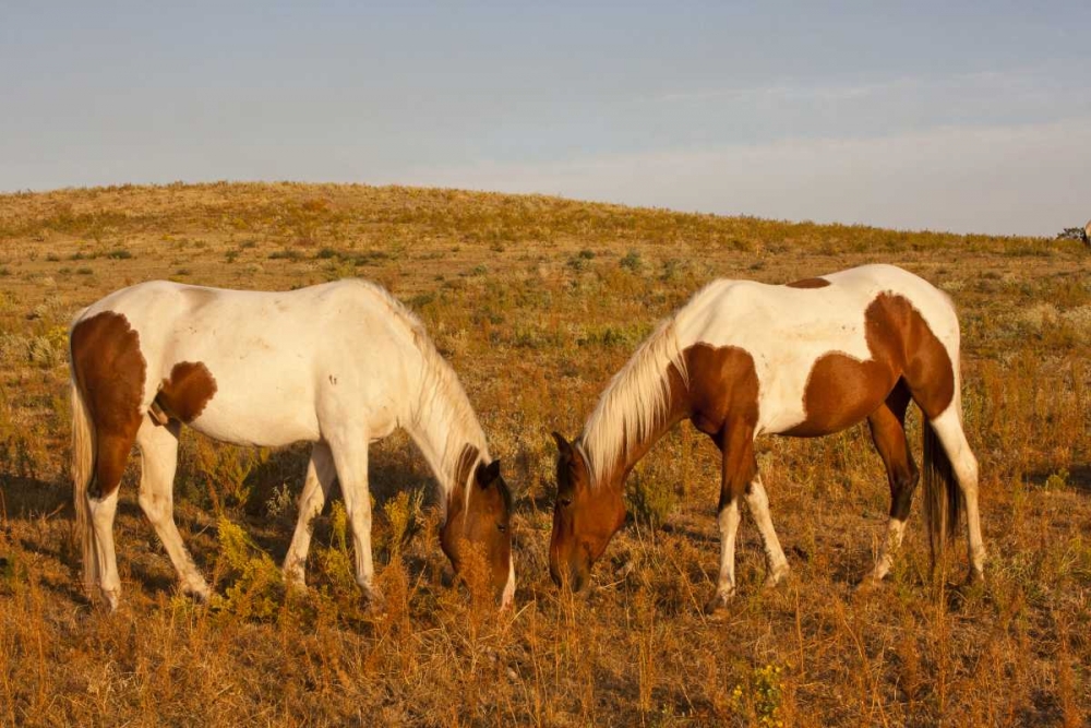 SD, Paint horses graze at a Horse Sanctuary art print by Cathy and Gordon Illg for $57.95 CAD