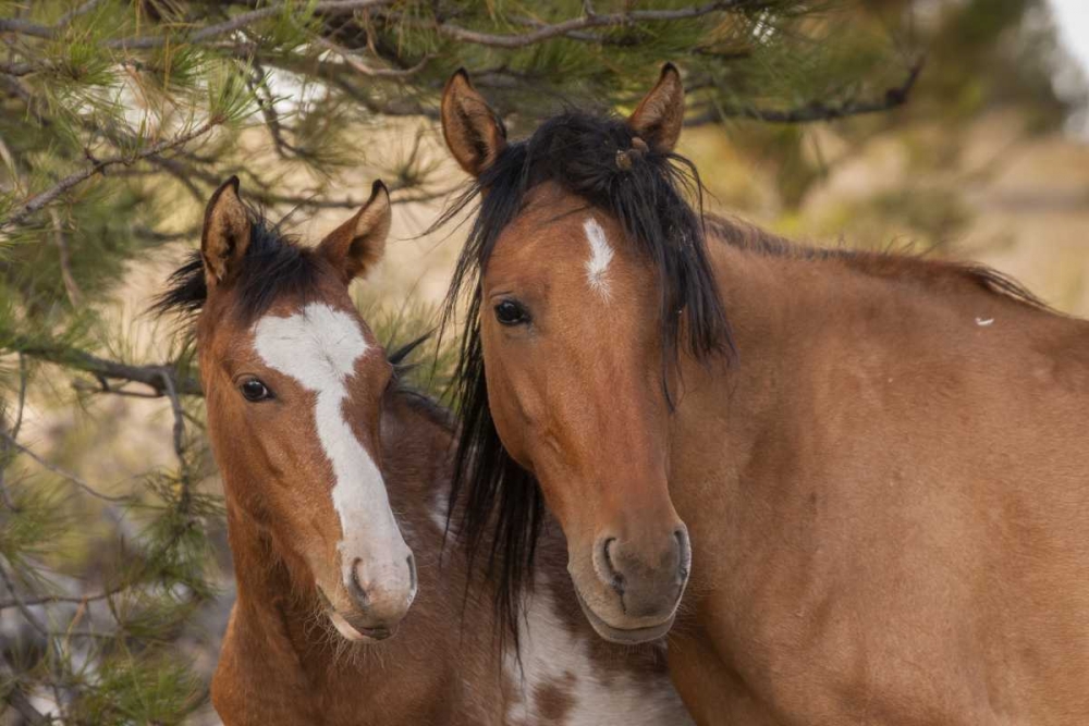 SD Portrait of wild horse mare and colt art print by Cathy and Gordon Illg for $57.95 CAD