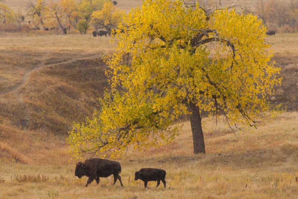 South Dakota, Custer SP Bison mother and calf art print by Cathy and Gordon Illg for $57.95 CAD