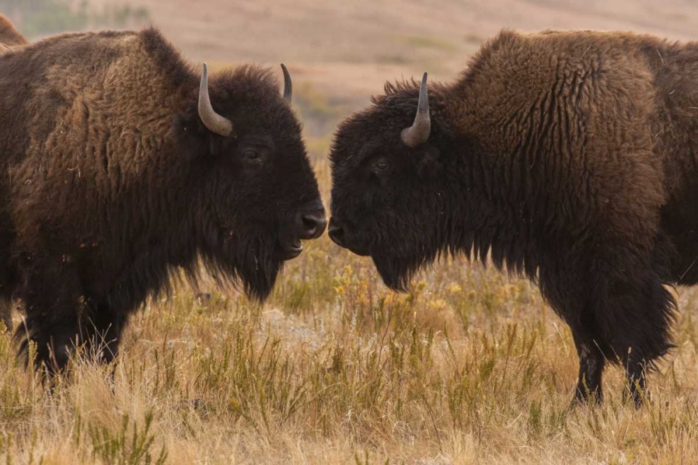 South Dakota, Custer SP Two bison face-to-face art print by Cathy and Gordon Illg for $57.95 CAD