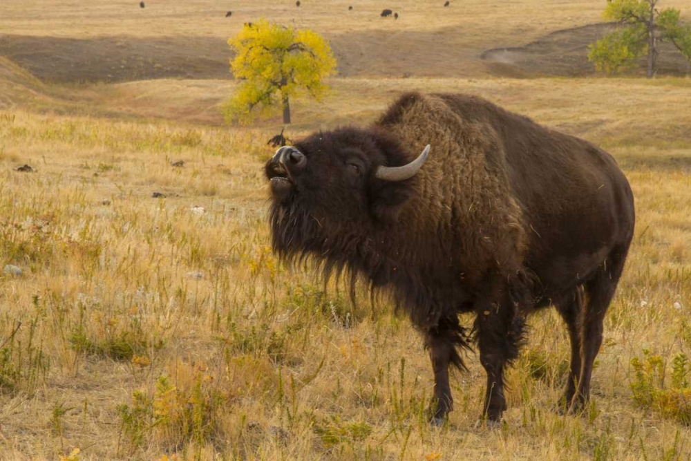 South Dakota, Custer SP Bellowing bison art print by Cathy and Gordon Illg for $57.95 CAD