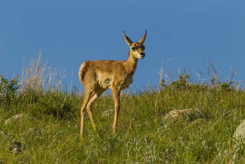 South Dakota Pronghorn fawn in Custer State Park art print by Cathy and Gordon Illg for $57.95 CAD