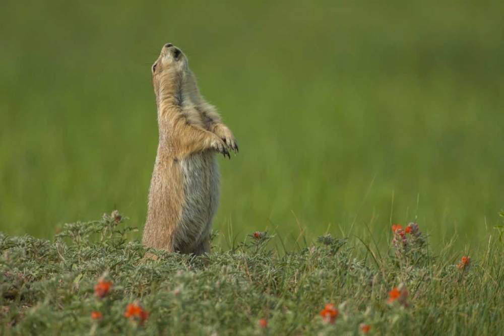 SD, Custer SP black-tailed prairie dog calling art print by Cathy and Gordon Illg for $57.95 CAD