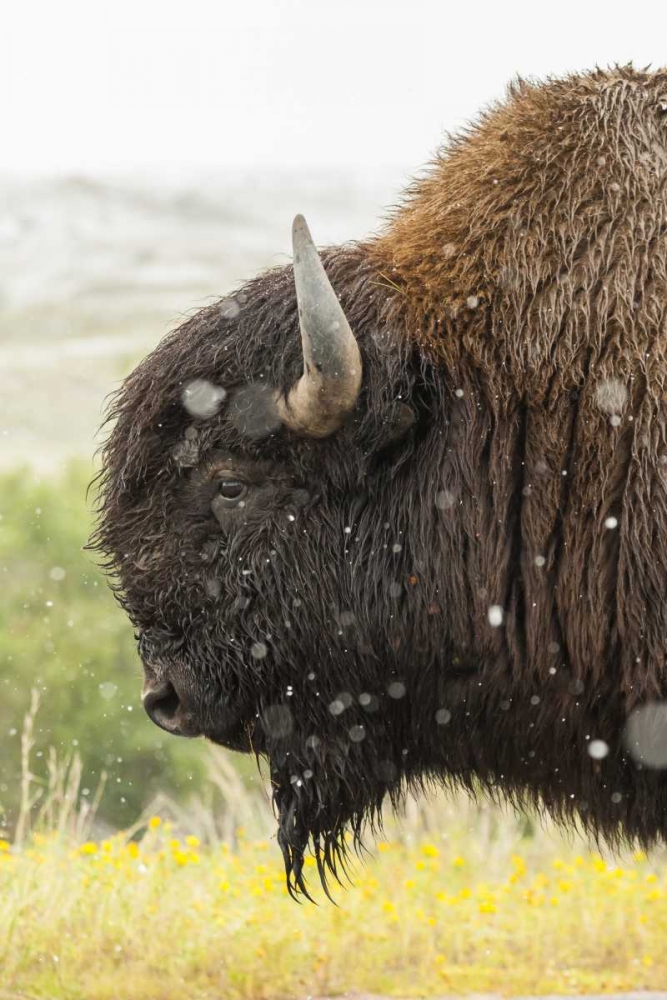 South Dakota, Custer State Park Profile of bison art print by Cathy and Gordon Illg for $57.95 CAD