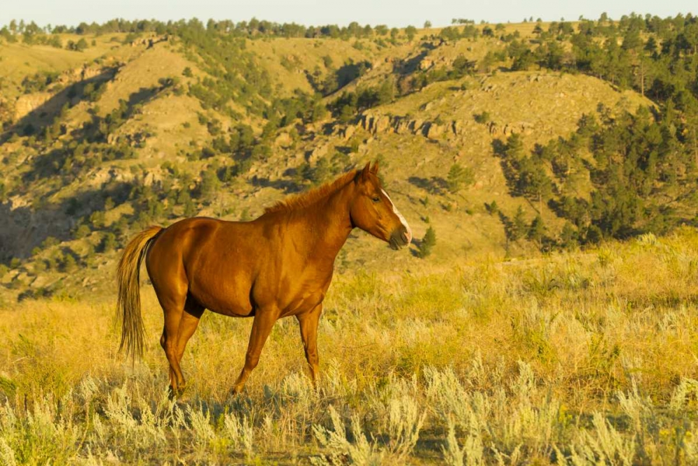 South Dakota, Wild Horse Sanctuary Wild horse art print by Cathy and Gordon Illg for $57.95 CAD