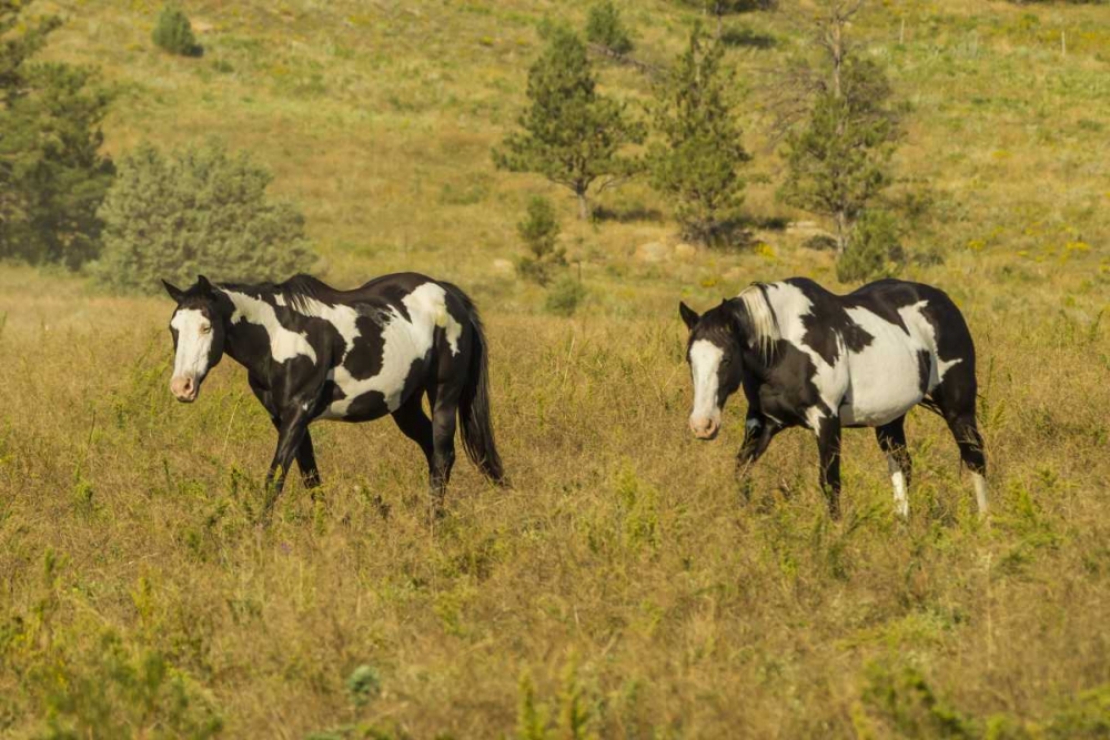 SD, Wild Horse Sanctuary Wild horses in field art print by Cathy and Gordon Illg for $57.95 CAD