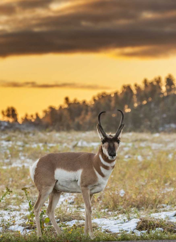 South Dakota, Custer SP Pronghorn at sunrise art print by Cathy and Gordon Illg for $57.95 CAD