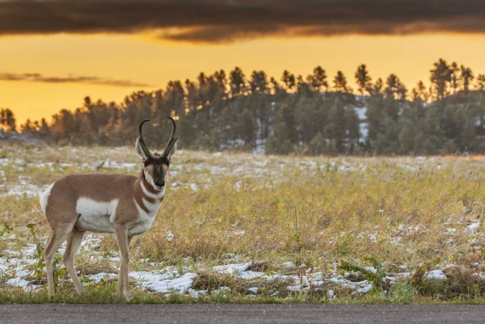 South Dakota, Custer SP Pronghorn at sunrise art print by Cathy and Gordon Illg for $57.95 CAD