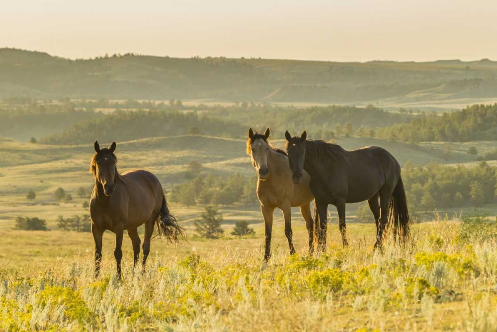 SD, Wild Horse Sanctuary Wild horses in field art print by Cathy and Gordon Illg for $57.95 CAD