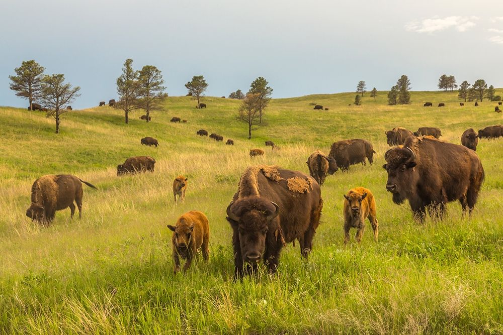 South Dakota-Custer State Park Bison parents and calves in meadow art print by Jaynes Gallery for $57.95 CAD