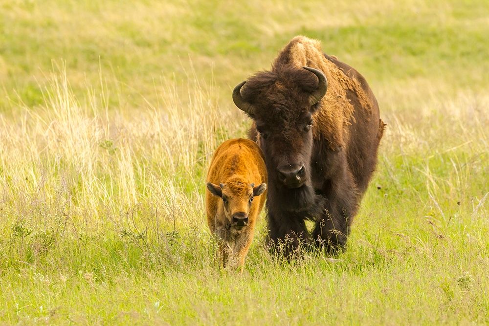 South Dakota-Custer State Park Bison parent and calf in meadow art print by Jaynes Gallery for $57.95 CAD