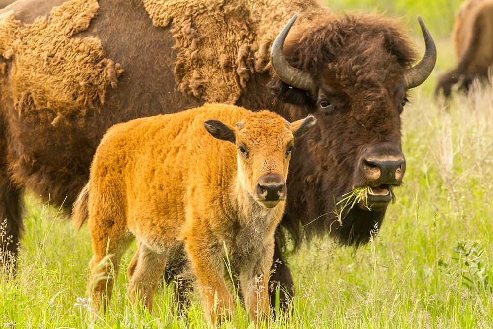 South Dakota-Custer State Park Bison parent and calf in meadow art print by Jaynes Gallery for $57.95 CAD