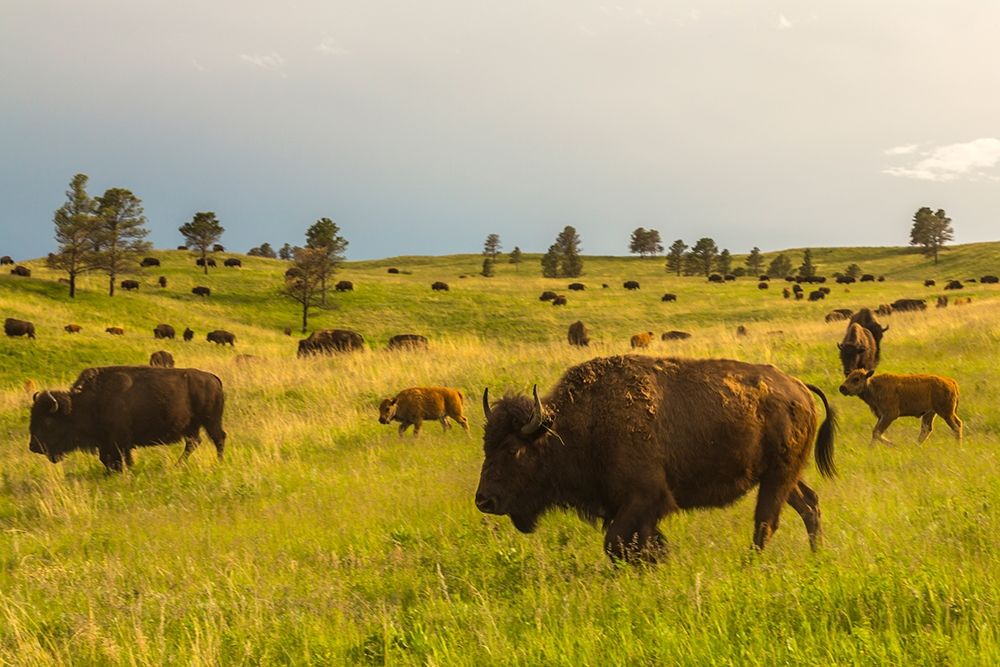 South Dakota-Custer State Park-bison herd art print by Jaynes Gallery for $57.95 CAD