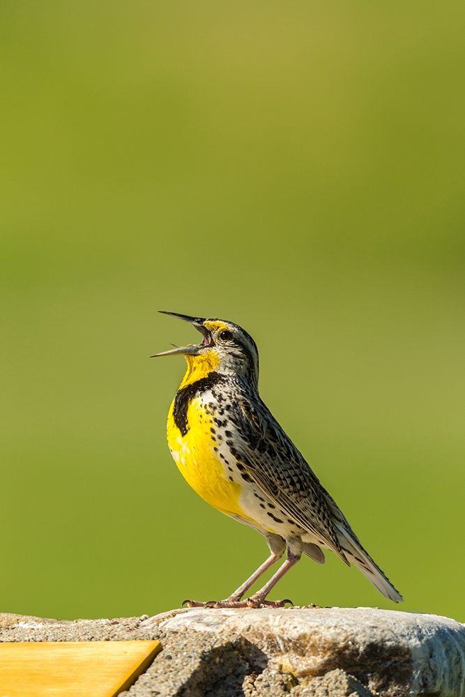 South Dakota-Custer State Park Western meadowlark singing atop rock art print by Jaynes Gallery for $57.95 CAD