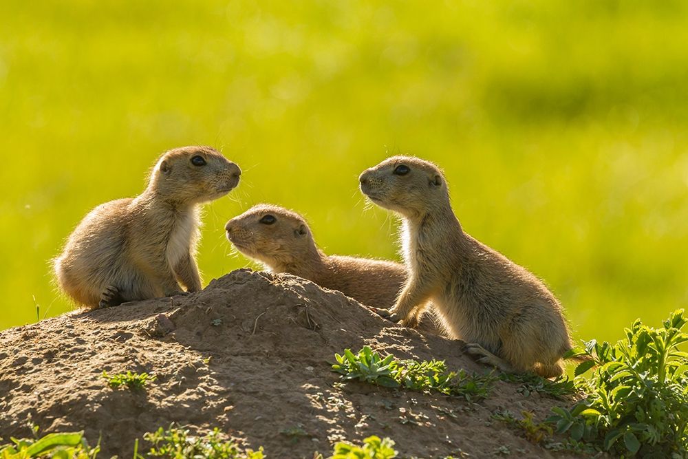 South Dakota-Custer State Park Young prairie dogs at den art print by Jaynes Gallery for $57.95 CAD