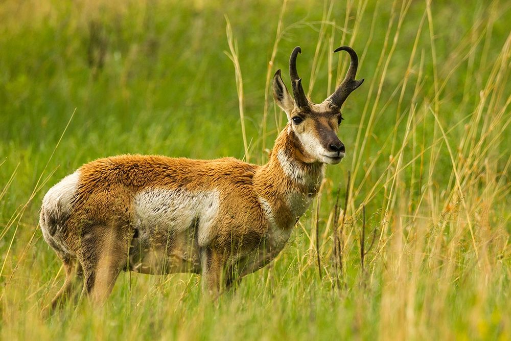 South Dakota-Custer State Park Pronghorn antelope buck art print by Jaynes Gallery for $57.95 CAD
