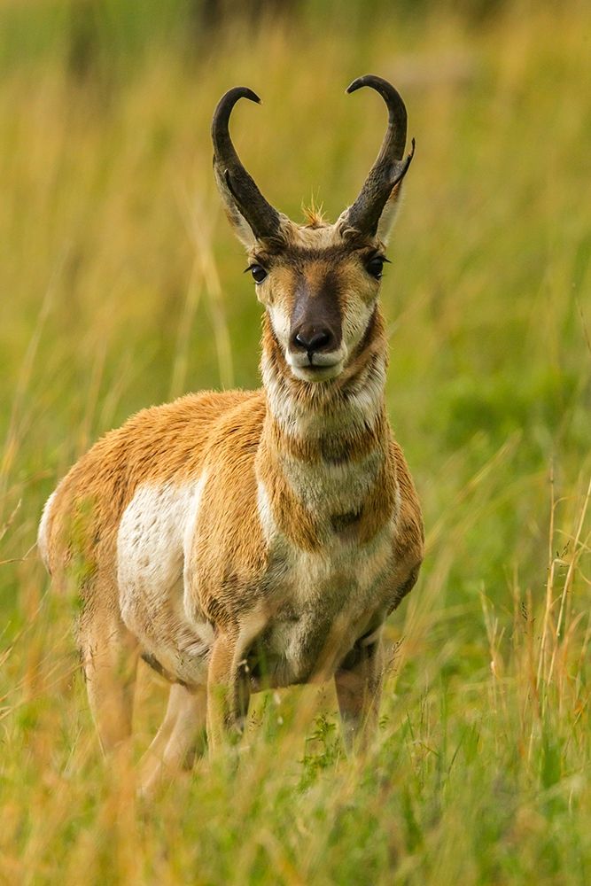 South Dakota-Custer State Park Pronghorn antelope buck art print by Jaynes Gallery for $57.95 CAD