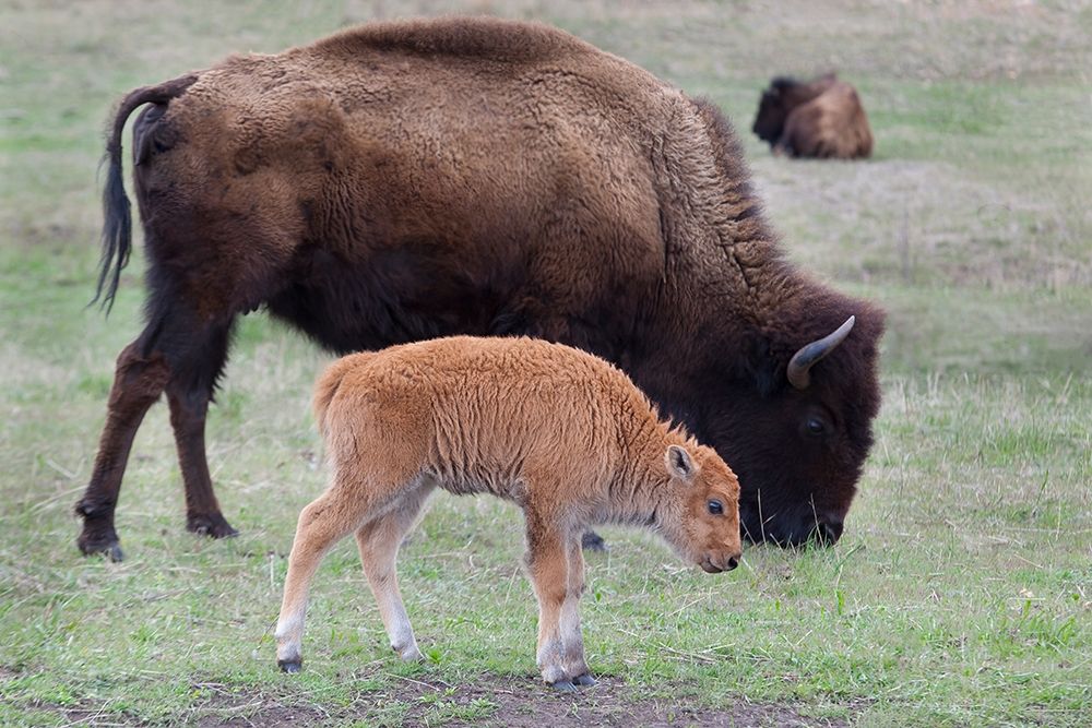 South Dakota-Custer State Park-Bison mother and calf-Bison bison art print by Jamie and Judy Wild for $57.95 CAD