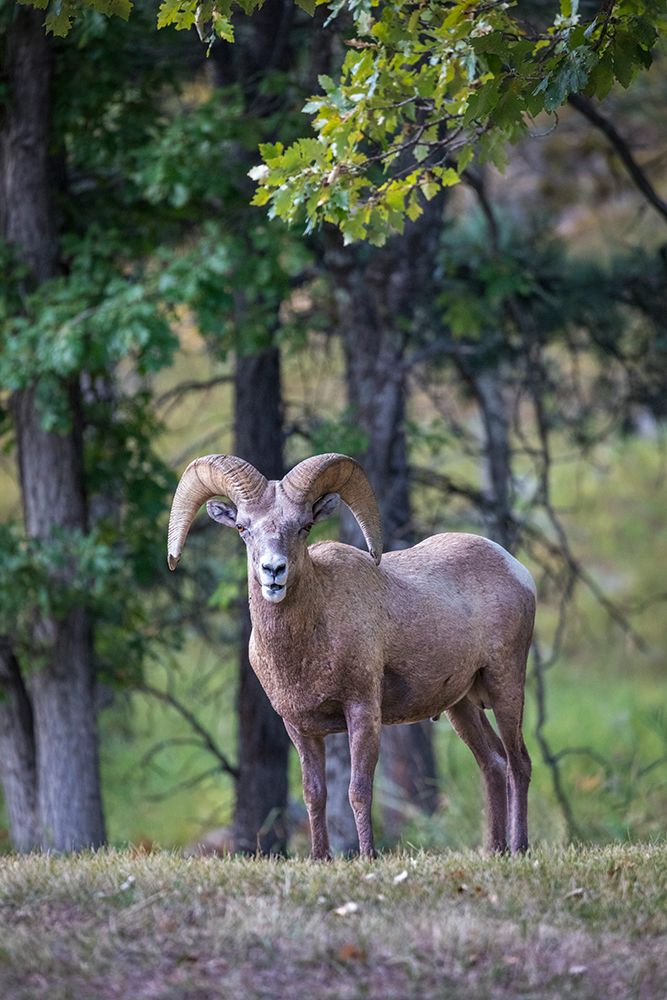 A wild Rocky Mountain Bighorn sheep ram stares onward. art print by Larry Richardson for $57.95 CAD