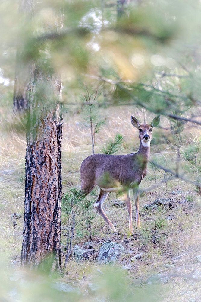 A doe white-tailed deer looks on. art print by Larry Richardson for $57.95 CAD