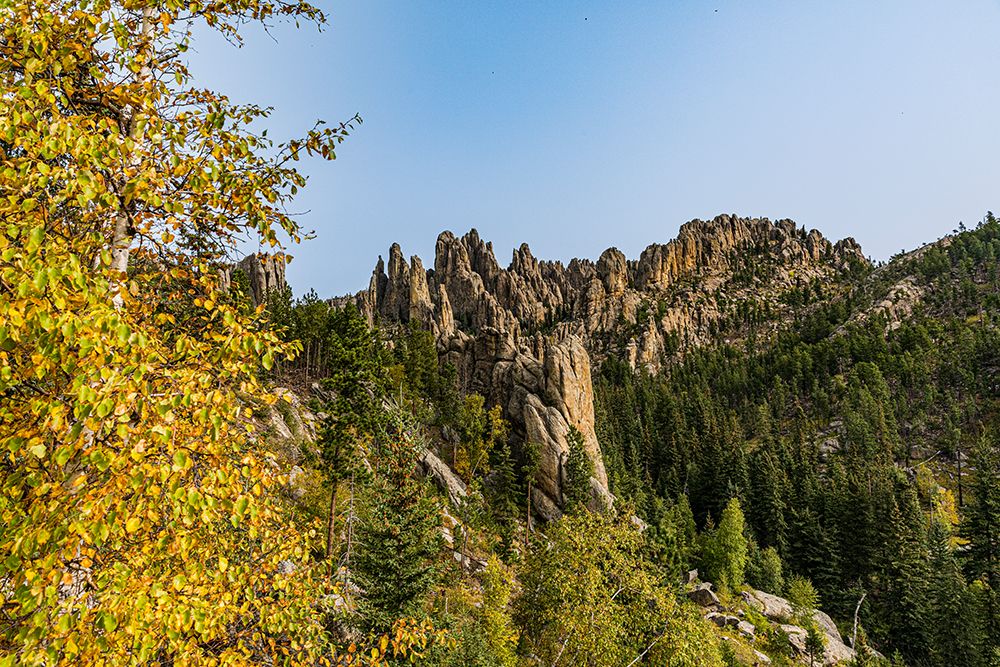 Steep and rocky and forested slopes define much of the habitat at Custer State Park. art print by Larry Richardson for $57.95 CAD
