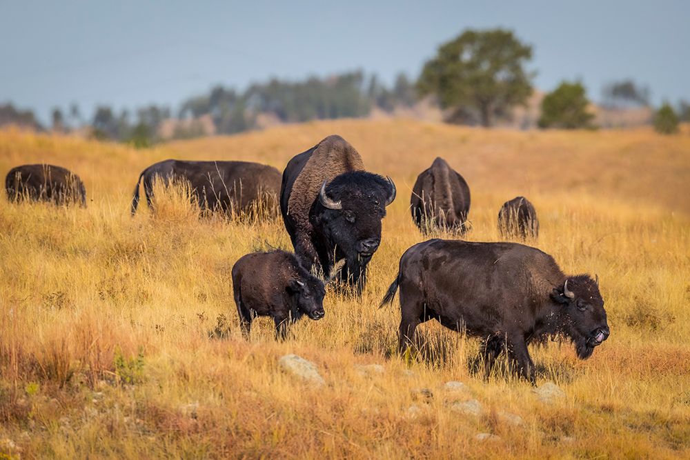 A herd of bison make their way from one pasture to another, as a daily routine. art print by Larry Richardson for $57.95 CAD