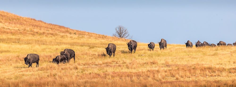 A herd of bison make their way from one pasture to another, as a daily routine. art print by Larry Richardson for $57.95 CAD